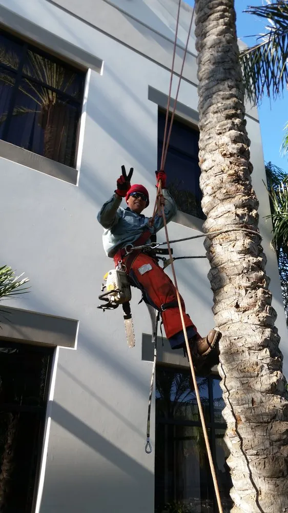 Local yard cleanup service for year-round maintenance in San Juan Capistrano, CA by Hinojo Landscape Maintenance