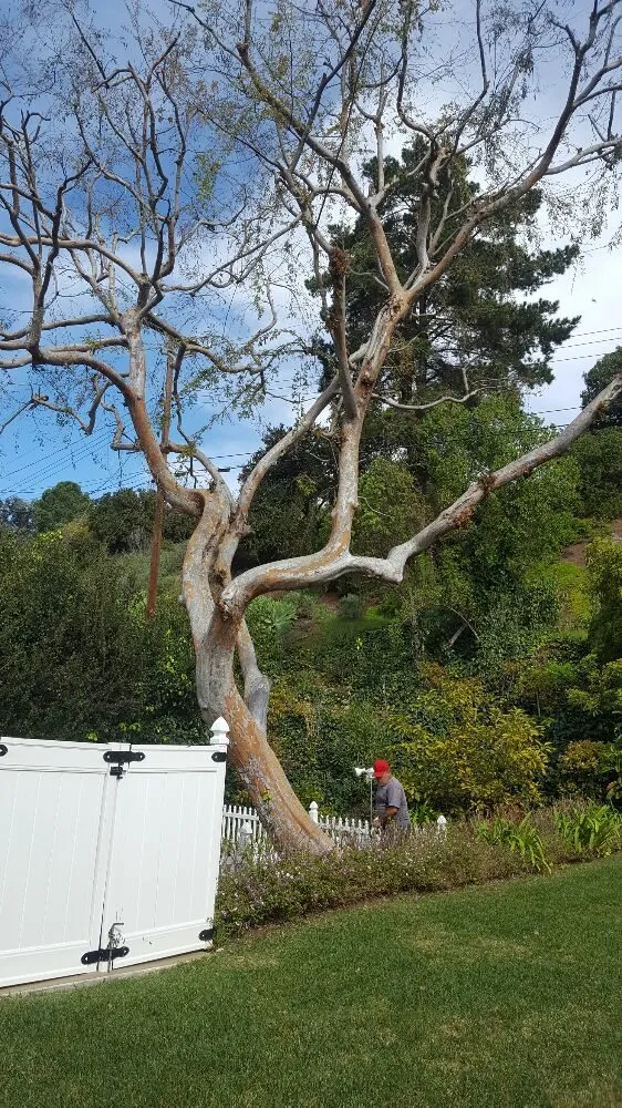 Local yard maintenance for beautiful yards in Oxnard, CA by Hinojosa Landscaping & Tree Care