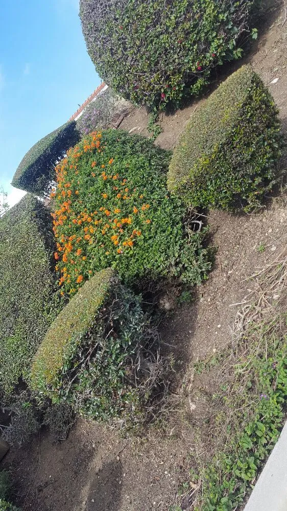 Trusted landscaping services for beautiful yards across Oxnard, CA - Hinojosa Landscaping & Tree Care