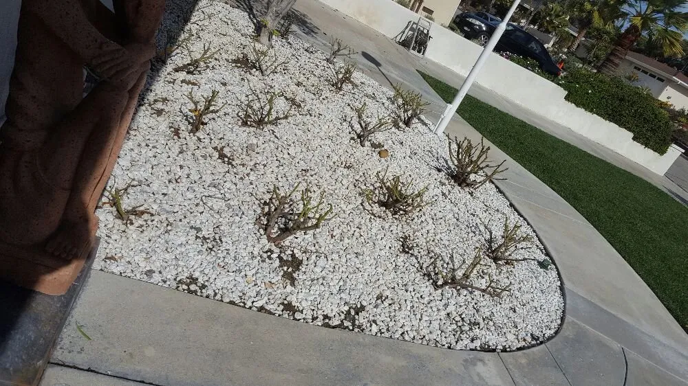 Custom landscaping services experts serving Oxnard, CA - Hinojosa Landscaping & Tree Care