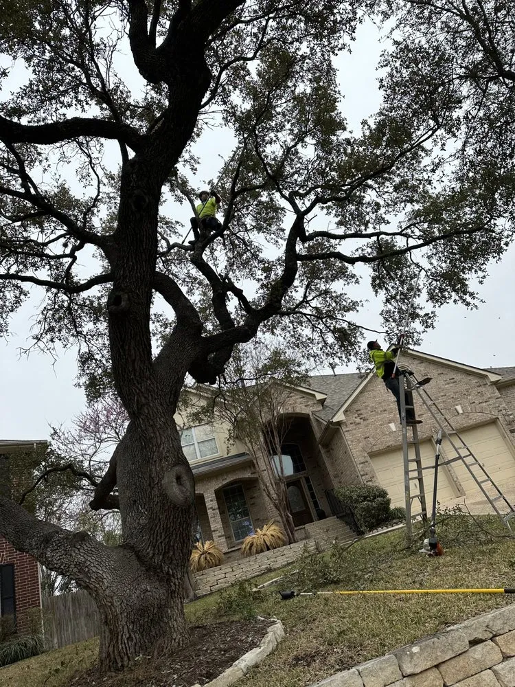 Professional yard maintenance experts serving San Antonio, TX - Hinojosa Tree and landscaping services
