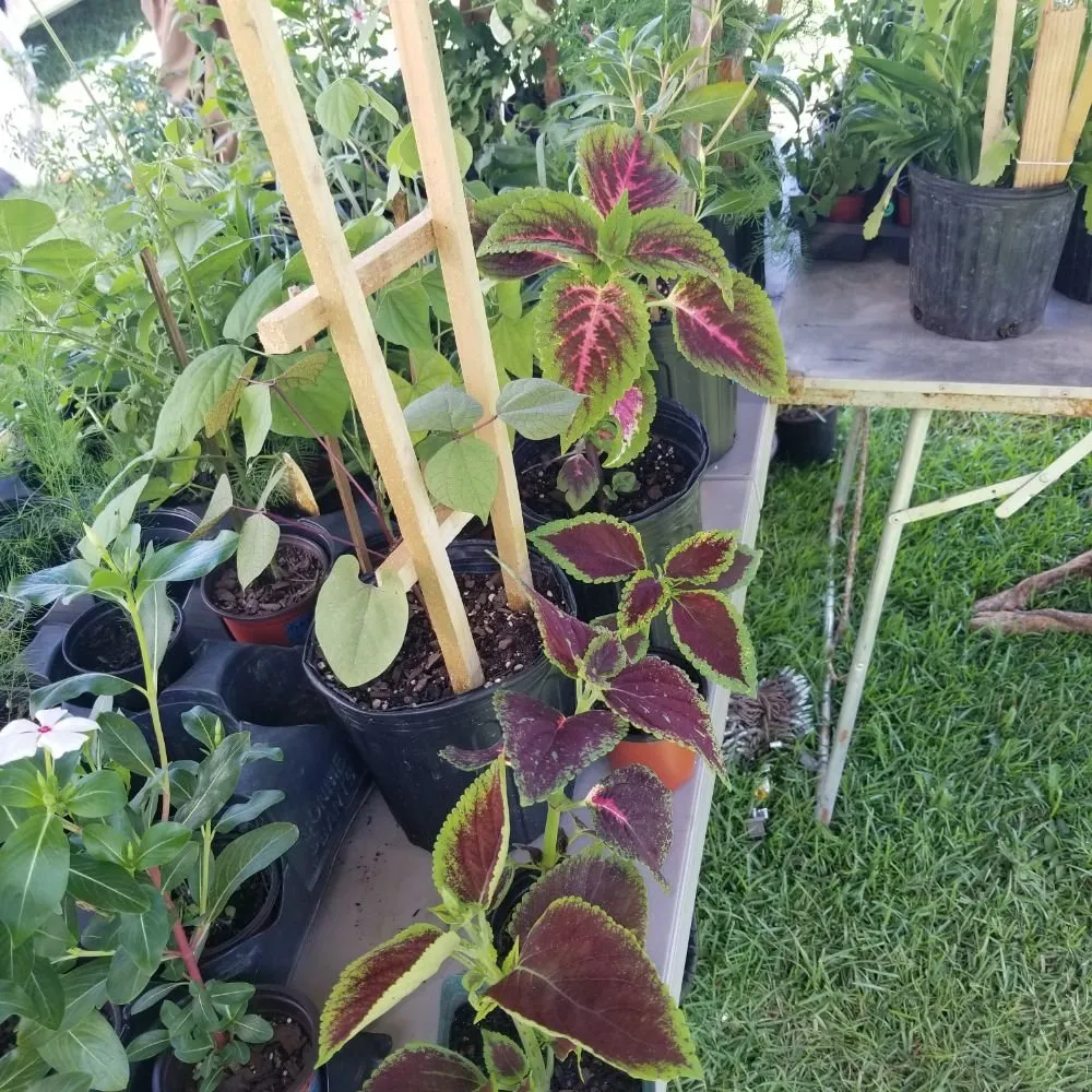 Custom residential landscaping for outdoor upgrades across Hartwell, GA - Hinsley's landscaping