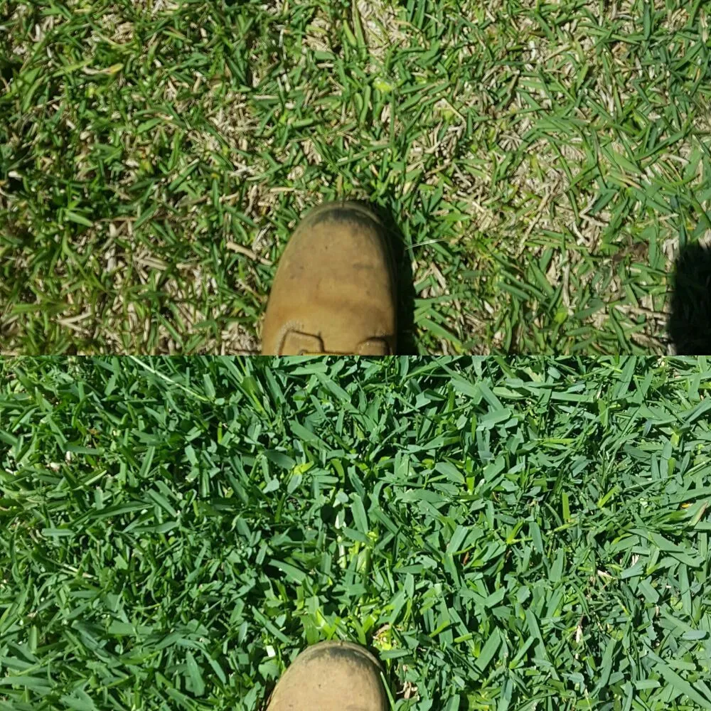 Expert yard cleanup service in League City, TX by Hippie Fertilizing