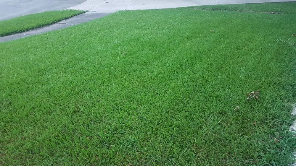 Custom outdoor landscaping for homes across League City, TX - Hippie Fertilizing