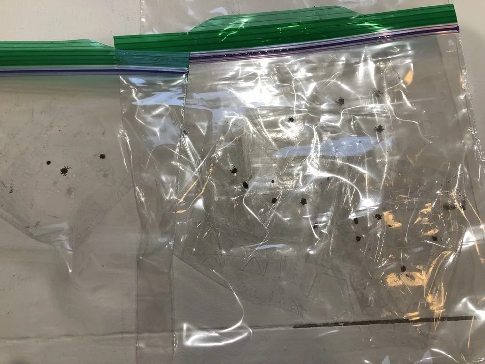 Professional yard maintenance near you in El Paso, TX by Hirby Pest Control