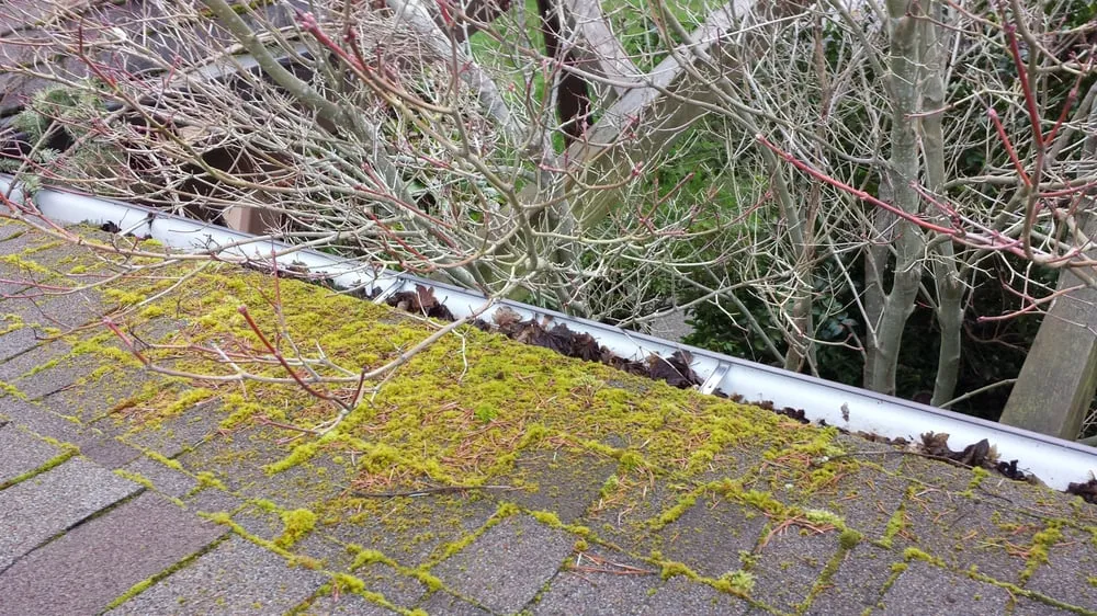 Professional lawn mowing service for beautiful yards in Olympia, WA by Hired Expectations