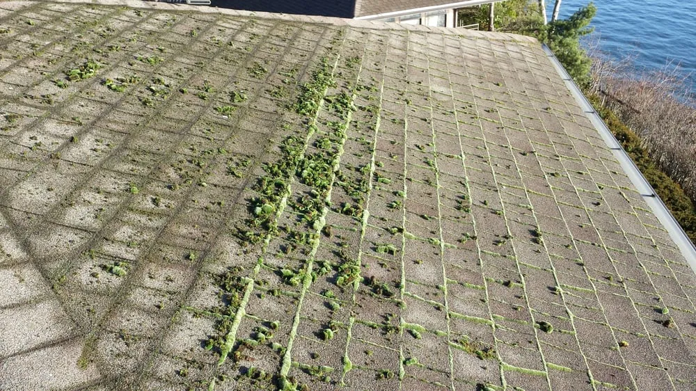 Professional yard cleanup service in Olympia, WA - Hired Expectations