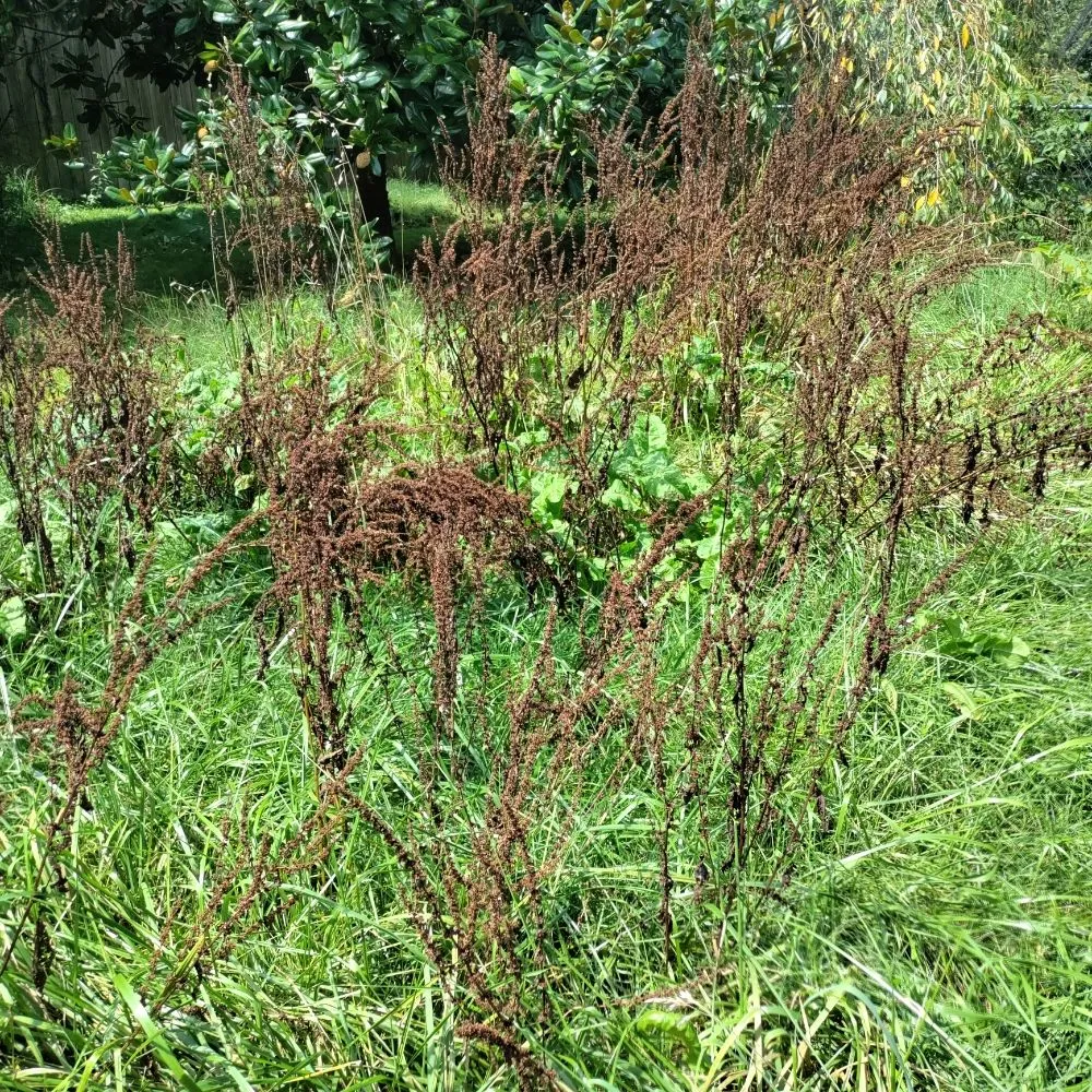 Local lawn care service for beautiful yards across Candler, NC - His and Hers Landscaping