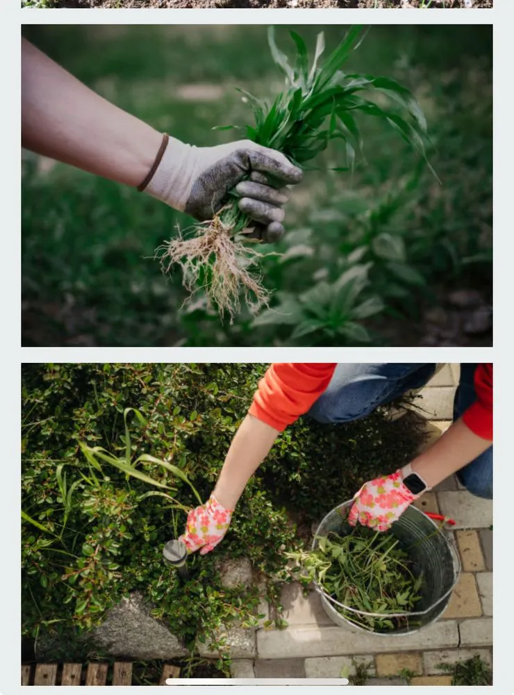Affordable lawn care service in Alamogordo, NM by His And Hers Lawn Care & Tree Trimming