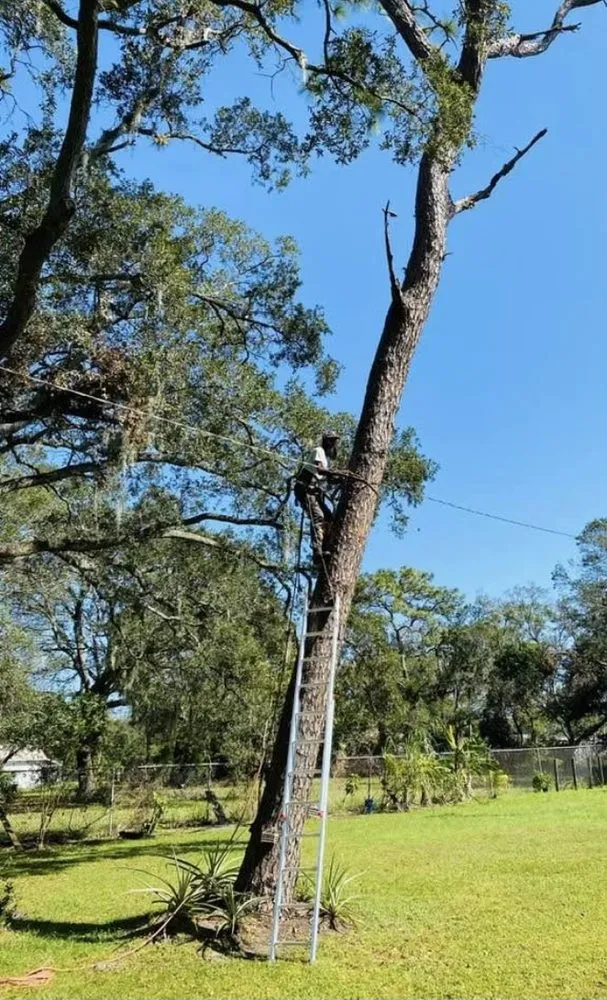 Professional landscaping services in Valrico, FL by His and Hers Tree Service