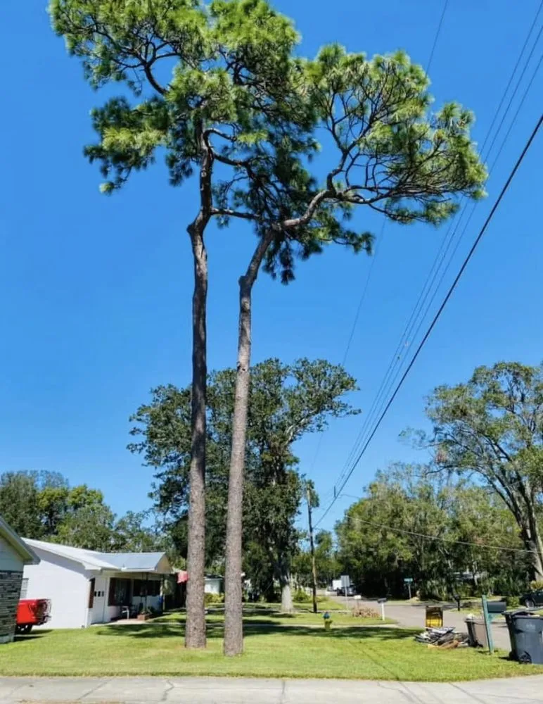 Expert lawn mowing service with custom design across Valrico, FL - His and Hers Tree Service