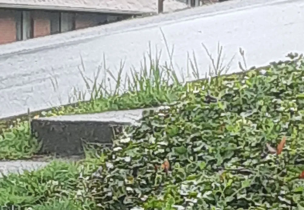 Top-rated yard maintenance for year-round maintenance across Silverdale, WA - His Hands Lawn Care & Services