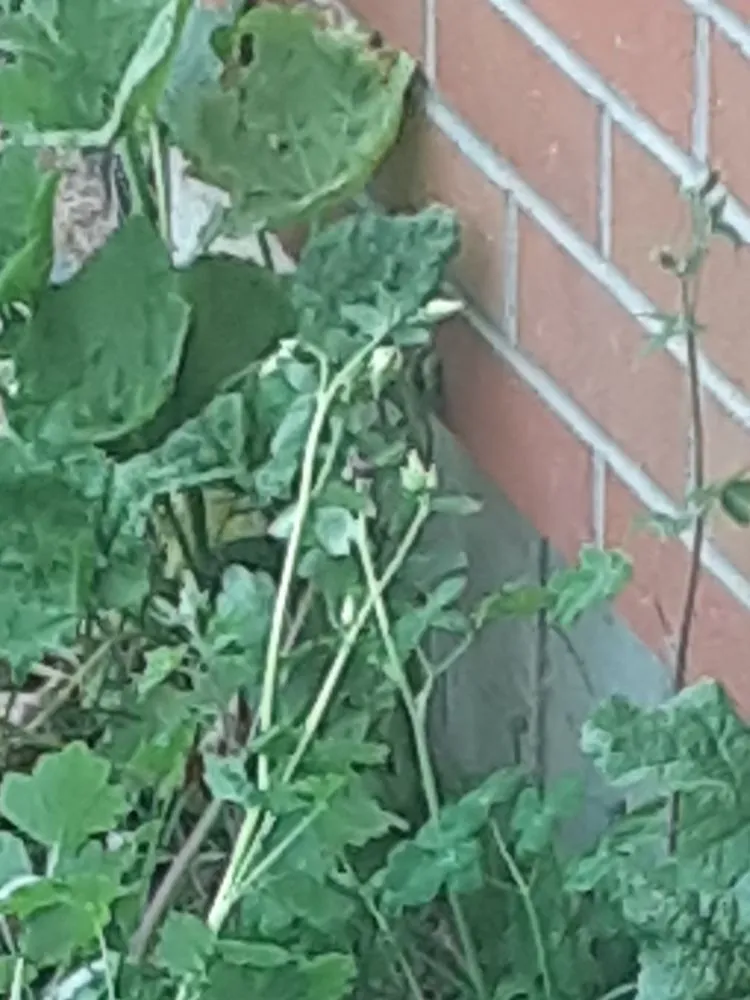 Expert lawn care service in Silverdale, WA - His Hands Lawn Care & Services