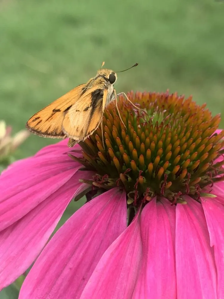 Reliable residential landscaping in Jenks, OK - His Land Mowing & More