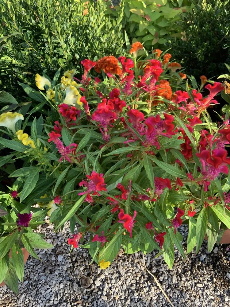 Professional garden landscaping for homes in Jenks, OK by His Land Mowing & More