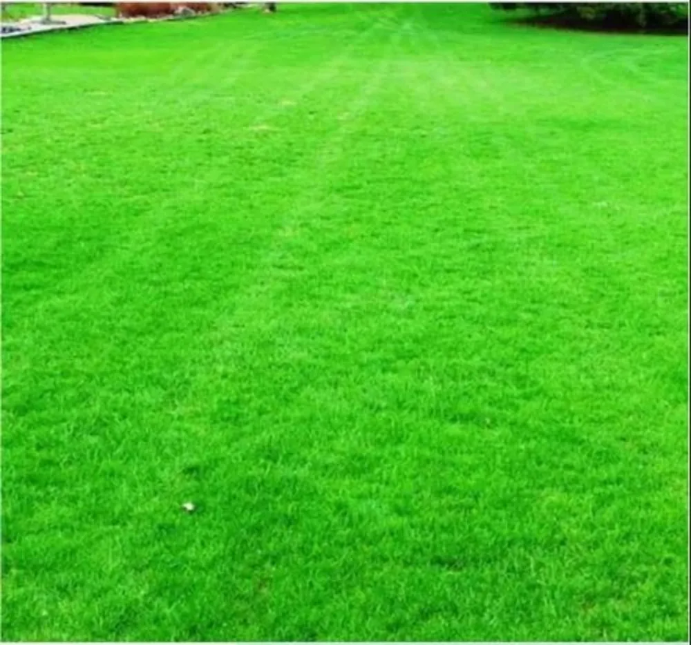 Affordable yard cleanup service experts serving Columbia, SC - His Work Lawns