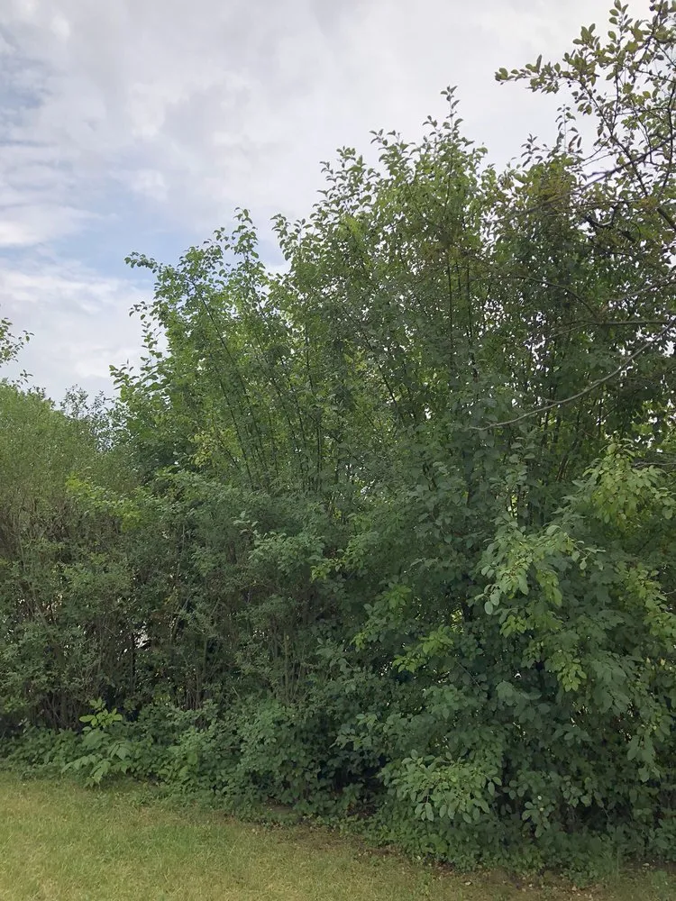 Top-rated outdoor landscaping experts serving Wheaton, IL - His Workmanship