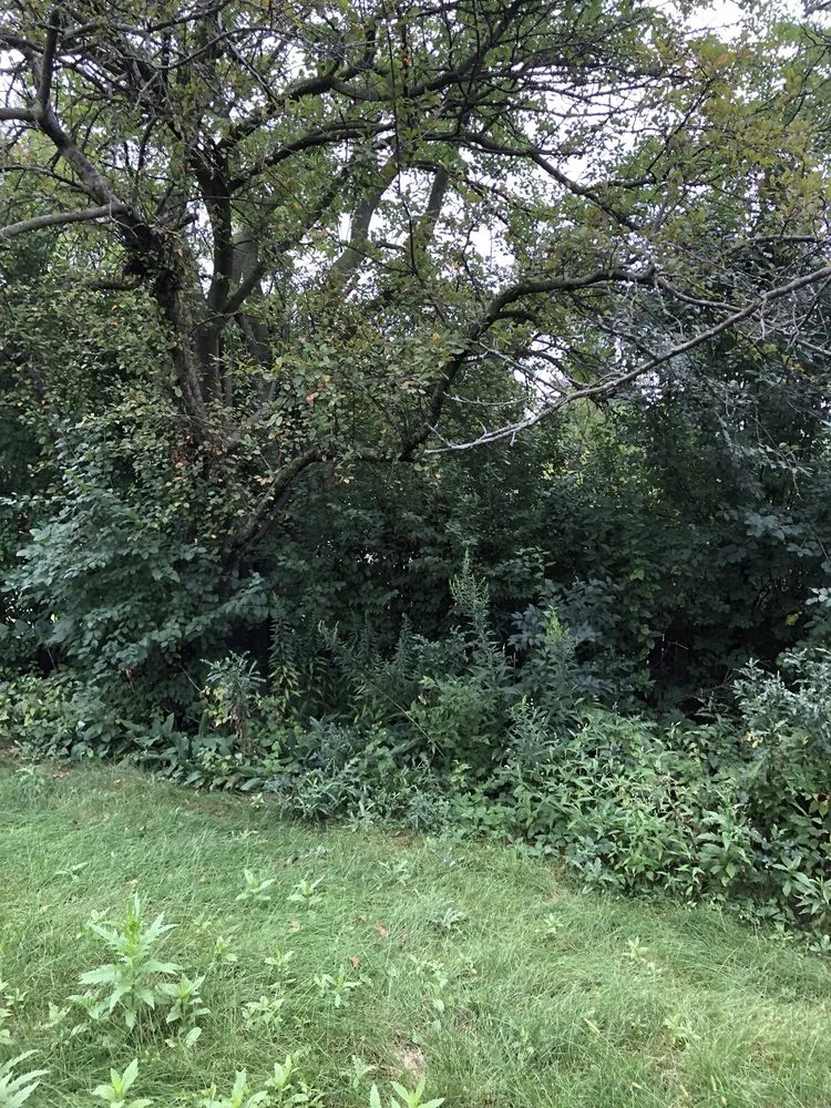 Top-rated yard maintenance in Wheaton, IL by His Workmanship