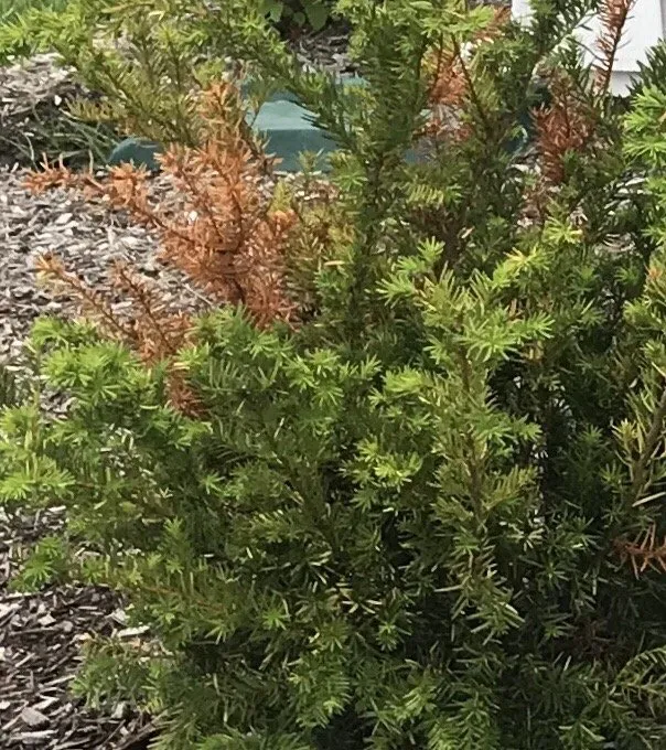 Reliable lawn mowing service in Westfield, IN - Hittle Landscaping