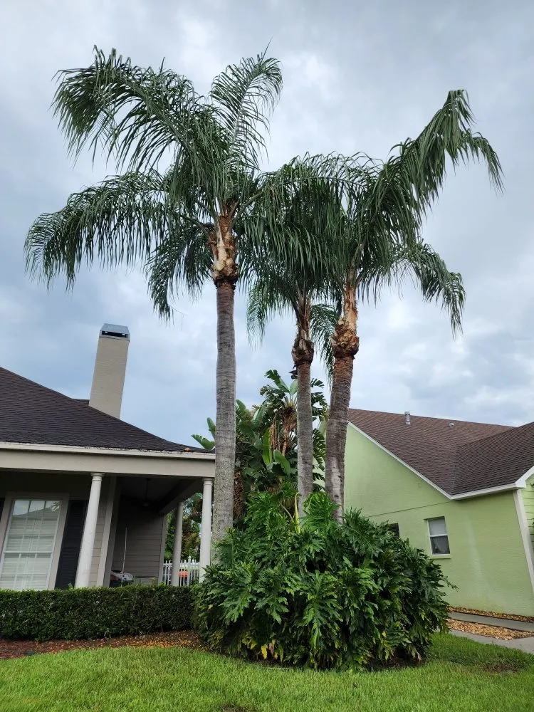 Trusted lawn mowing service near you in Dade City, FL by Hitts Top quality tree and lawn