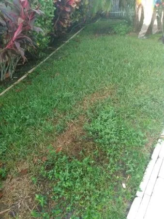 Custom landscaping services for year-round maintenance across Indiantown, FL - Hiz N Herz Landscaping Property Management