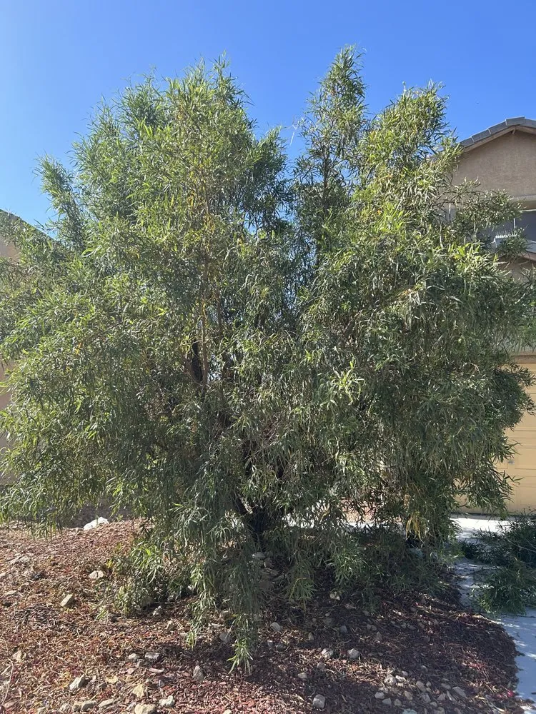 Affordable lawn care service in Las Vegas, NV - H&J Cleaning service