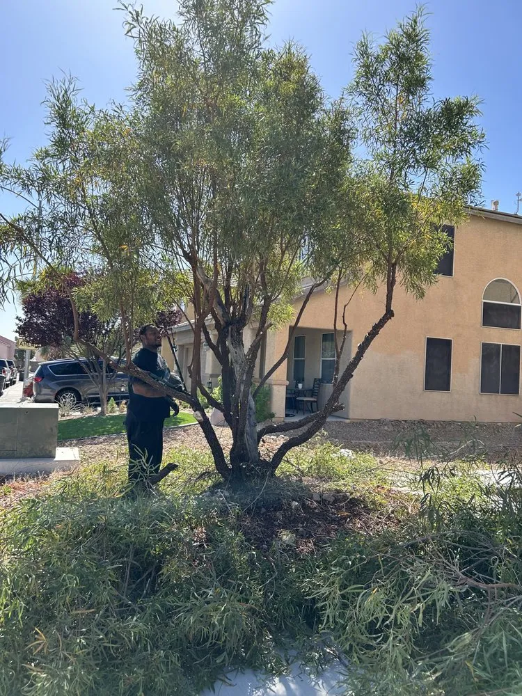 Local landscaping services experts serving Las Vegas, NV - H&J Cleaning service