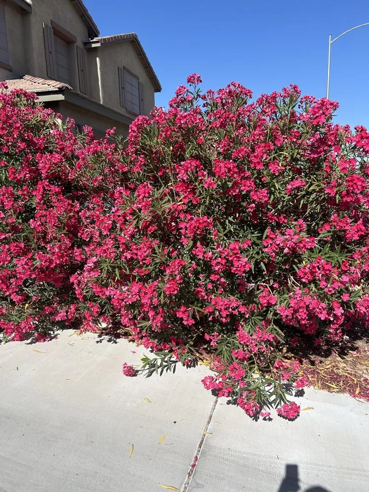 Trusted yard maintenance in Las Vegas, NV by H&J Cleaning service