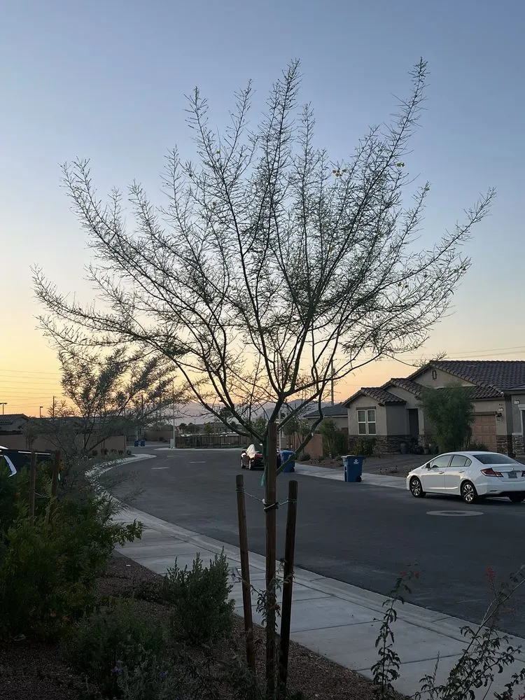 Affordable yard maintenance in Las Vegas, NV - H&J Cleaning service