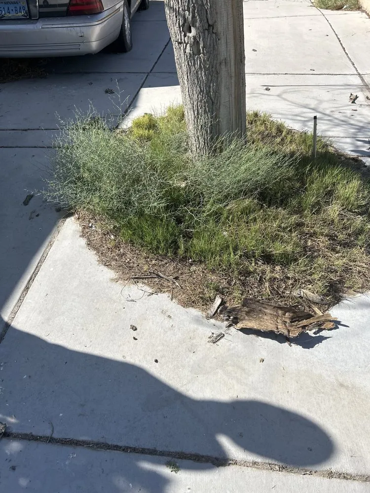 Top-rated landscaping services in Las Vegas, NV by H&J Cleaning service