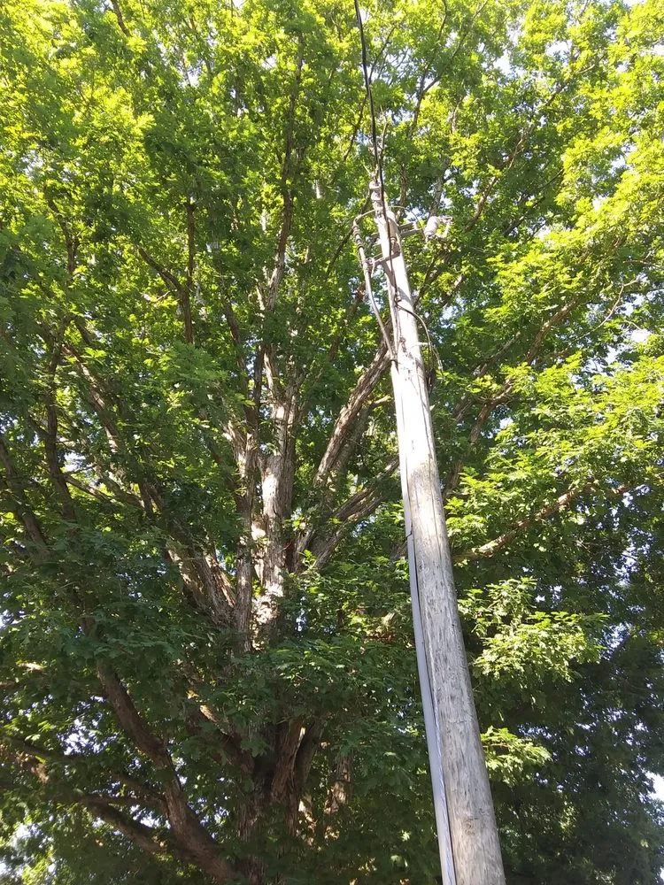 Reliable landscaping services in Hampton, VA by H&J Total Lawn Care