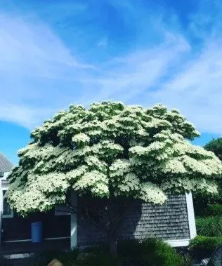 Affordable landscape design in West Tisbury, MA - H&L Hardscape and Landscape