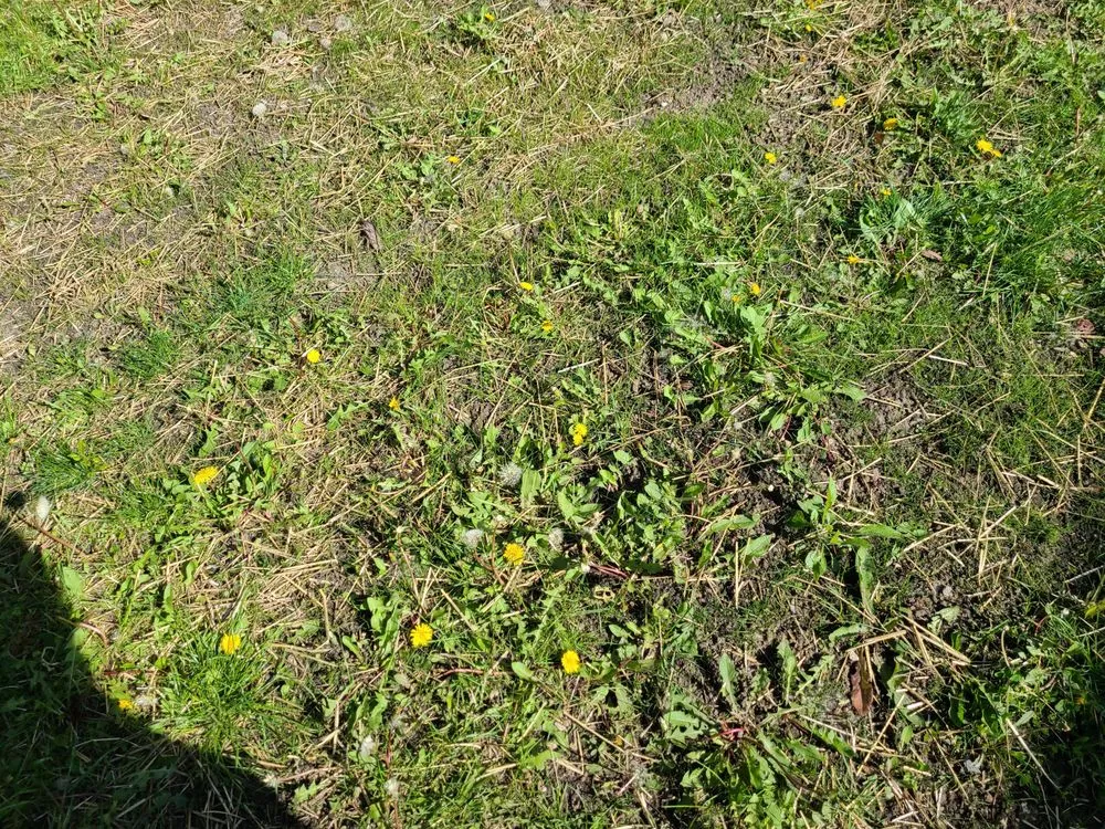 Reliable yard cleanup service in Westmont, IL - H&L Premium Landscaping