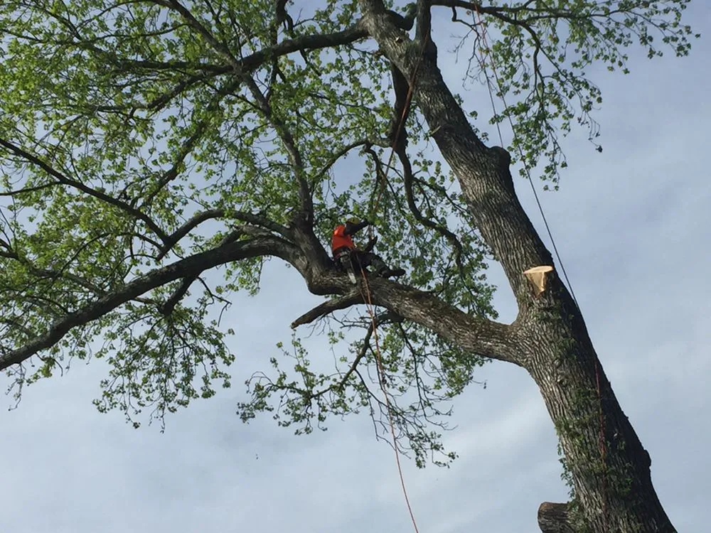 Reliable landscape installation experts serving Red Springs, NC - H&L Tree Service