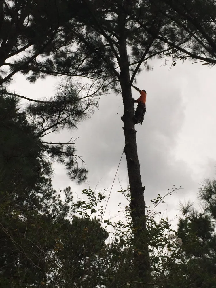 Top-rated yard cleanup service experts serving Red Springs, NC - H&L Tree Service