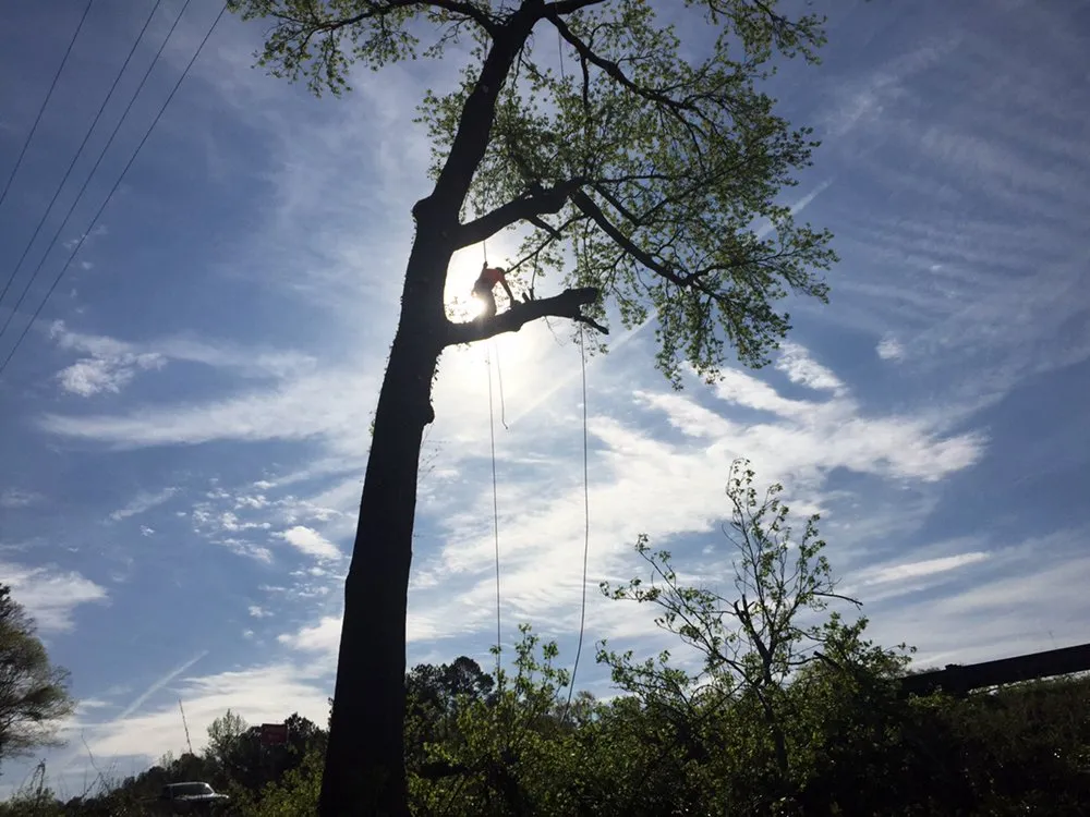 Trusted yard cleanup service experts serving Red Springs, NC - H&L Tree Service