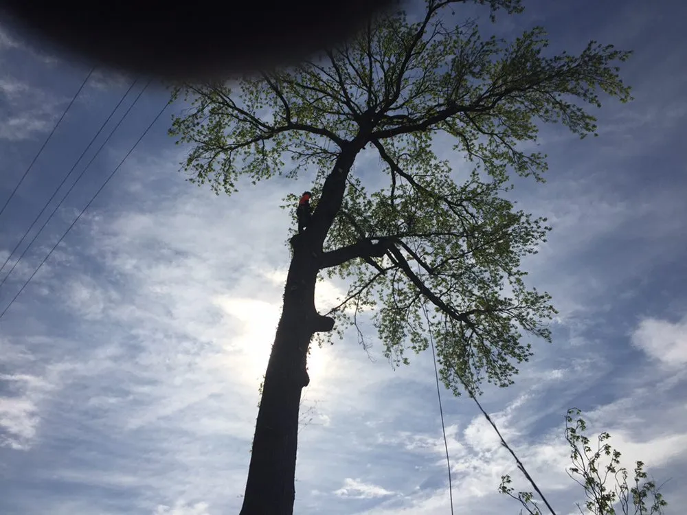 Local yard cleanup service in Red Springs, NC - H&L Tree Service