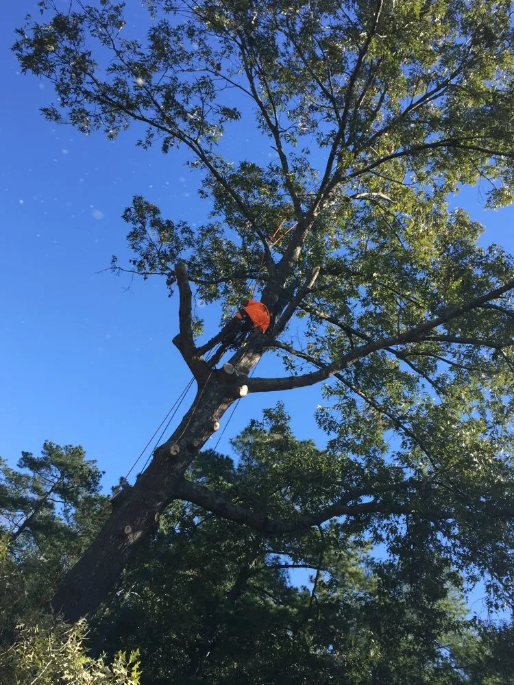 Professional lawn care service for year-round maintenance in Red Springs, NC by H&L Tree Service