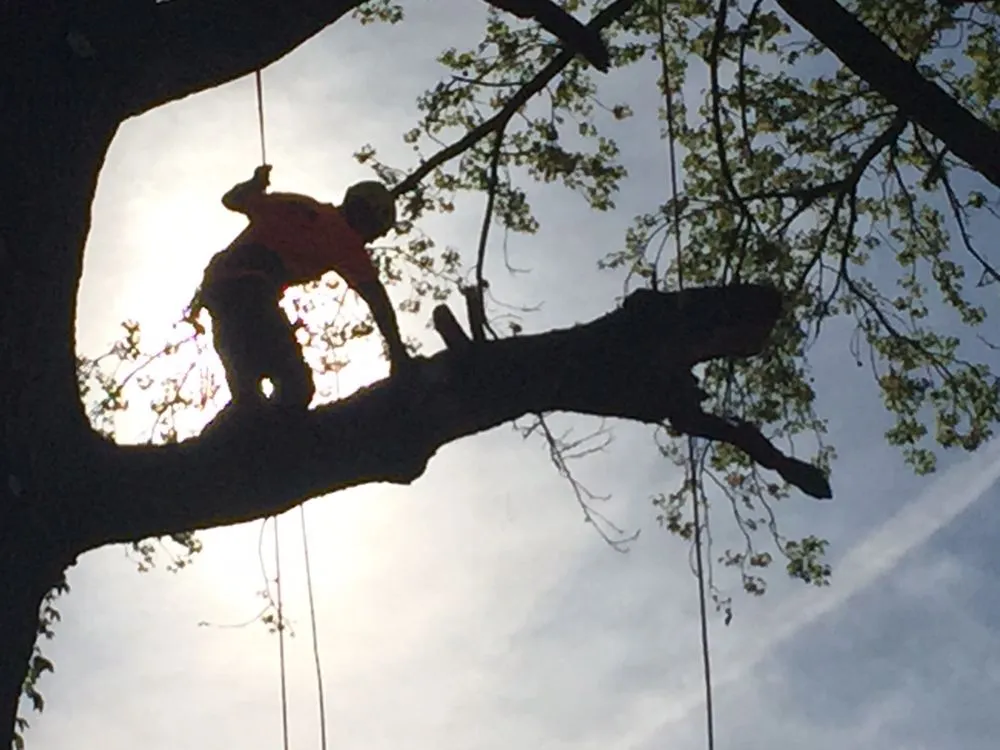 Professional landscape design experts serving Red Springs, NC - H&L Tree Service