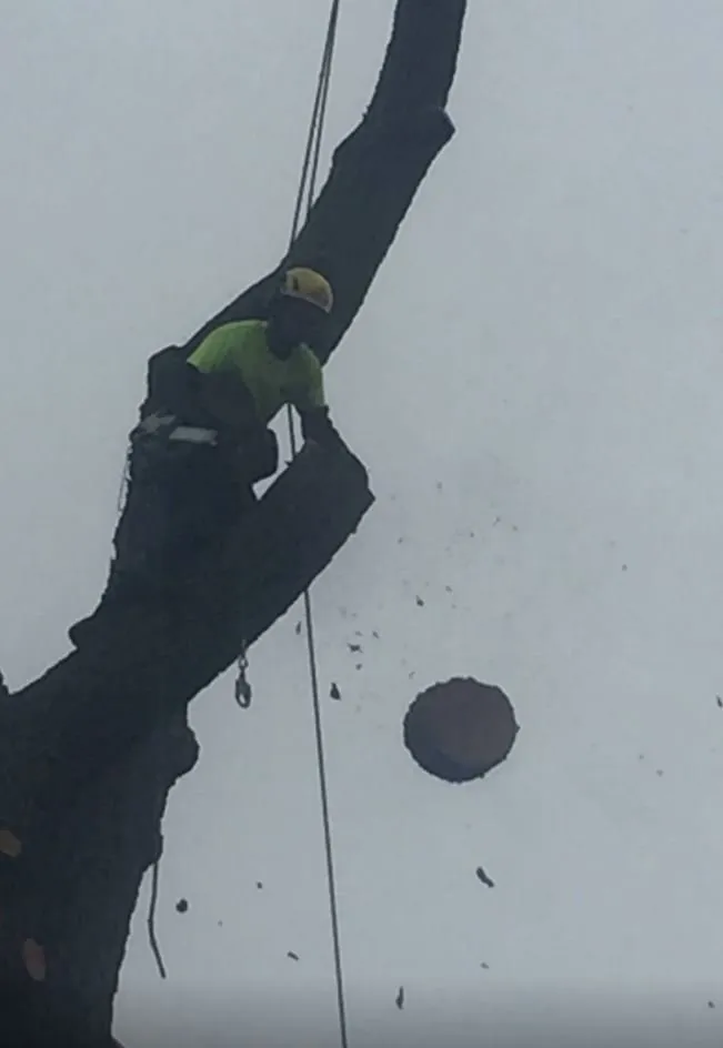 Trusted yard cleanup service in Red Springs, NC - H&L Tree Service