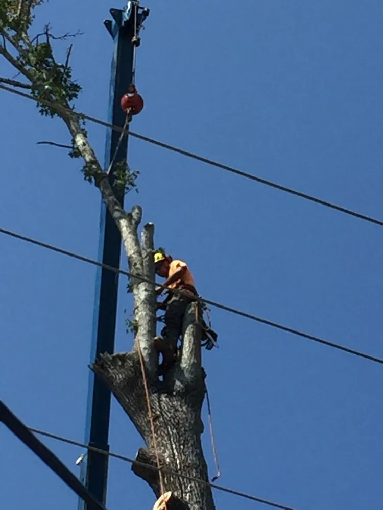 Local landscape design in Red Springs, NC - H&L Tree Service