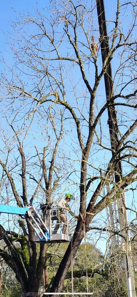 Reliable landscaping services in Hessmer, LA by HLA Lawn & Tree Service