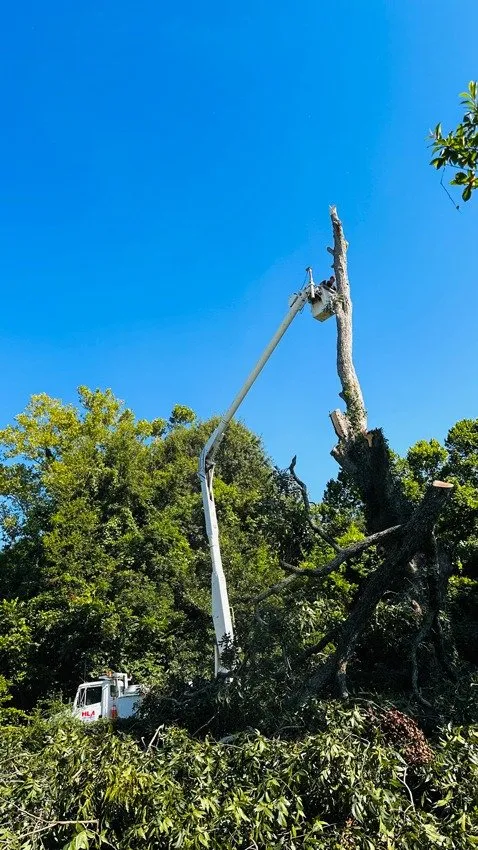 Expert landscaping services in Hessmer, LA by HLA Lawn & Tree Service