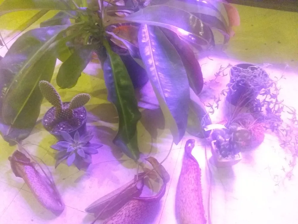 Top-rated landscape installation experts serving Midway, GA - HLH Nursery & Design