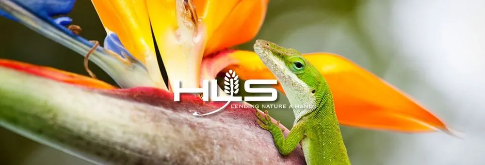 Trusted lawn mowing service in Stafford, TX by HLS Landscape