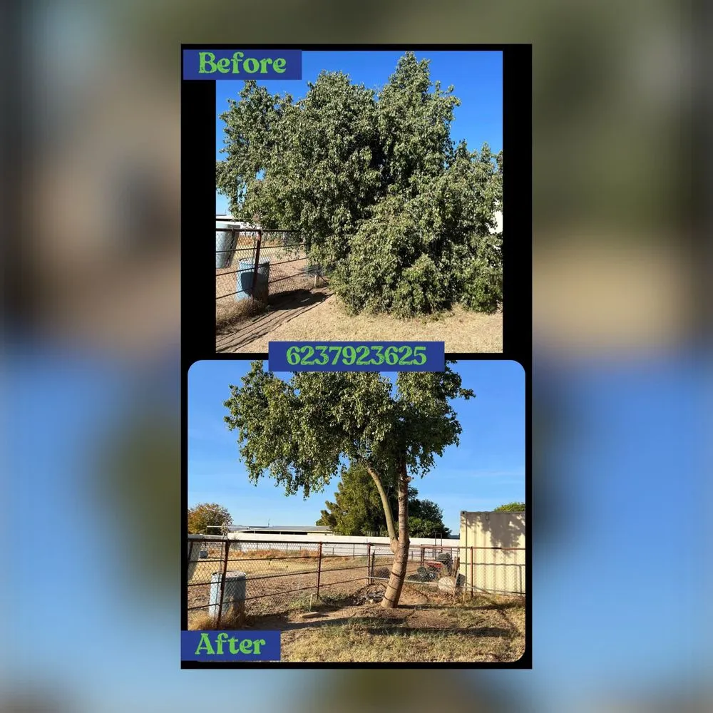 Trusted yard maintenance in Buckeye, AZ by HM Landscape & Paint