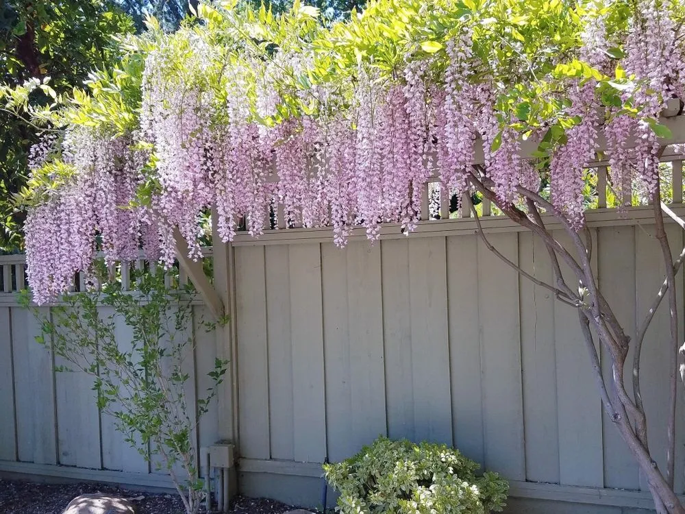 Local yard cleanup service in Mountain View, CA - Hm Landscaping