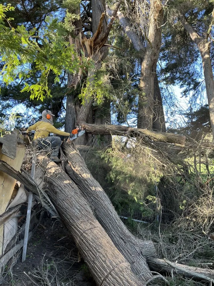 Affordable yard cleanup service for beautiful yards in Cotati, CA by HMC Landscaping