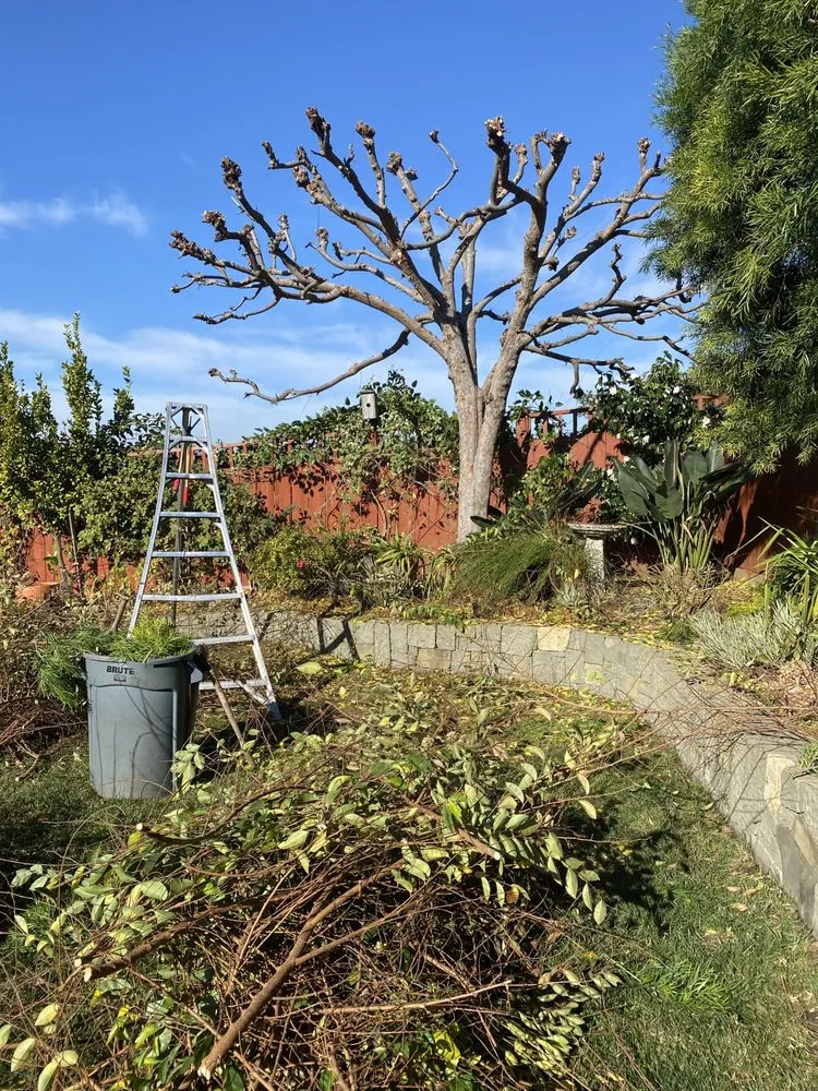 Affordable yard cleanup service in Cotati, CA - HMC Landscaping