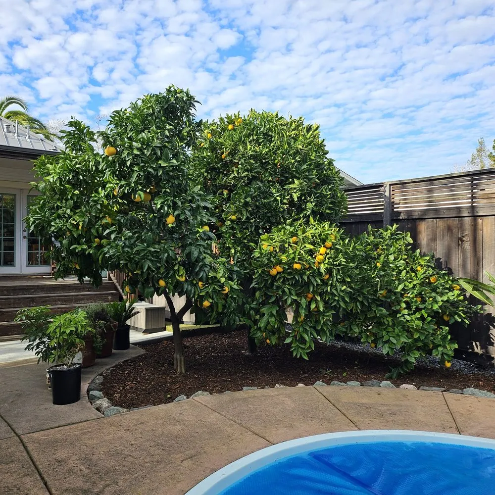 Top-rated yard cleanup service for beautiful yards across Cotati, CA - HMC Landscaping